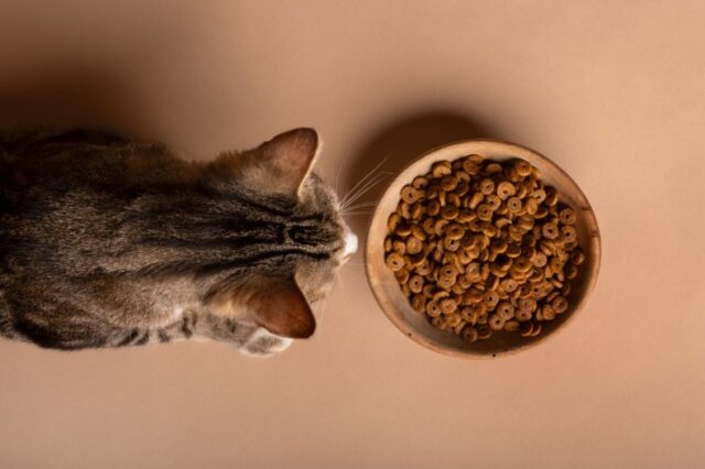 dieta_edad_y_entorno_influyen_en_la_microbiota_intestinal_de_los_gatos.jpg