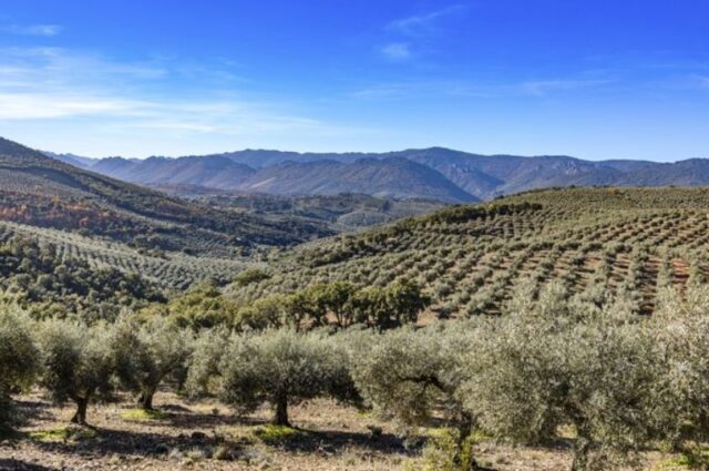 El_paisaje_del_olivar_impulsa_la_actividad_de_alojamiento_en_centenares_de_pueblos_en_toda_Espana.jpg