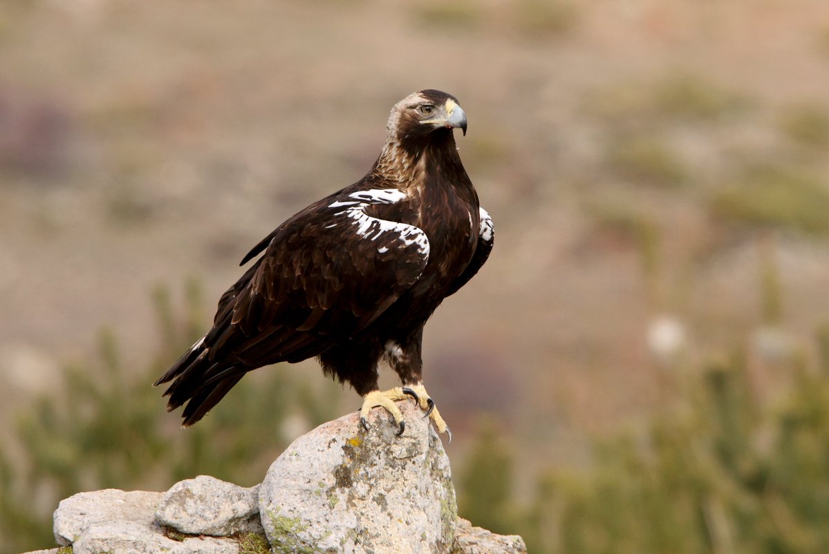 águila imperial ibérica