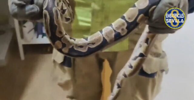 aparece esta serpiente enorme en su cama en Sevilla aparece esta serpiente enorme en su cama en Sevilla