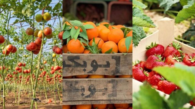 Los_tomates_frutos_rojos_y_citricos_marroquis_superan_los_1_5_millones_de_toneladas_anuales_en_Europa.jpg