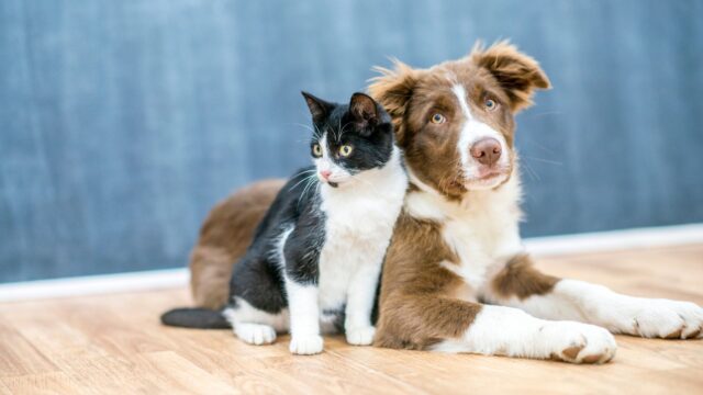 Nueva_ley_veterinaria_2025_peligro_para_mascotas_en_dos-hermanas.jpg