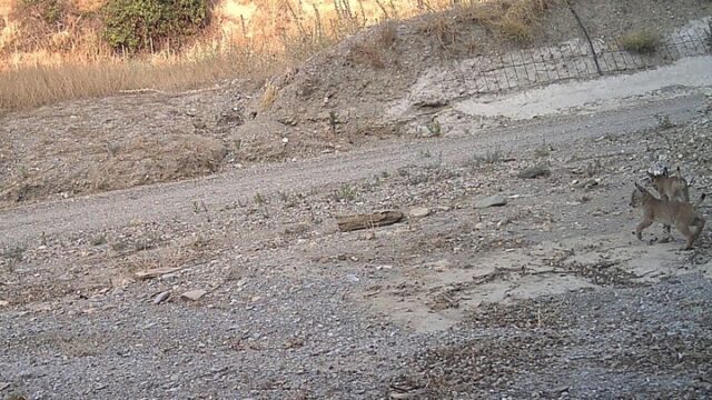 La_Region_de_Murcia_celebra_el_exito_del_programa_Life_LynxConnect_con_el_nacimiento_de_nuevos_linces_ibericos.jpg