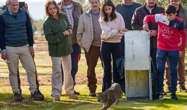 La_lince_iberico_Kai_regresa_a_su_habitat_natural_tras_ser_rehabilitada_en_el_CREA_de_los_Villares.jpg
