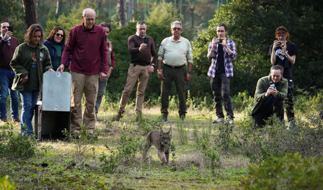 La_Junta_de_Andalucia_realiza_la_liberacion_de_un_nuevo_lince_iberico_llamado_Walabi_en_Donana.jpg