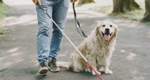 Andalucía Implementa Nueva Aplicación para el Registro de Perros de Asistencia