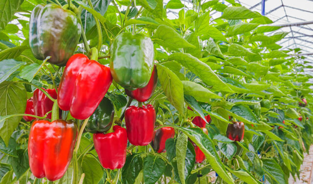 Andalucia_alcanza_los_3.000_millones_en_exportaciones_agroalimentarias_en_los_primeros_meses_de_2026.jpg