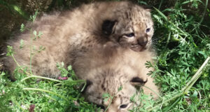 Finaliza la temporada de cría de 2026 en el centro de La Olivilla con el nacimiento de once linces