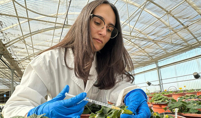 Investigacion_andaluza_utiliza_inteligencia_artificial_para_optimizar_el_sabor_y_aroma_de_las_fresas_frente_al_cambio_climatico.jpg
