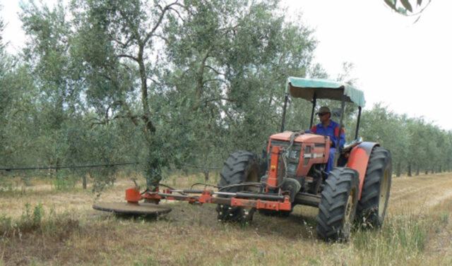 La_Junta_de_Andalucia_exige_al_Gobierno_que_los_productores_de_olivar_y_horticolas_accedan_a_la_reduccion_del_IRPF.jpg