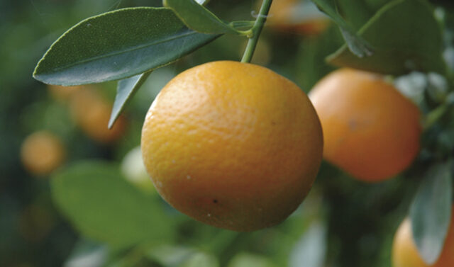 La_Junta_de_Andalucia_destina_mas_de_24_millones_a_ayudas_agroambientales_para_frutales_ecologicos.jpg