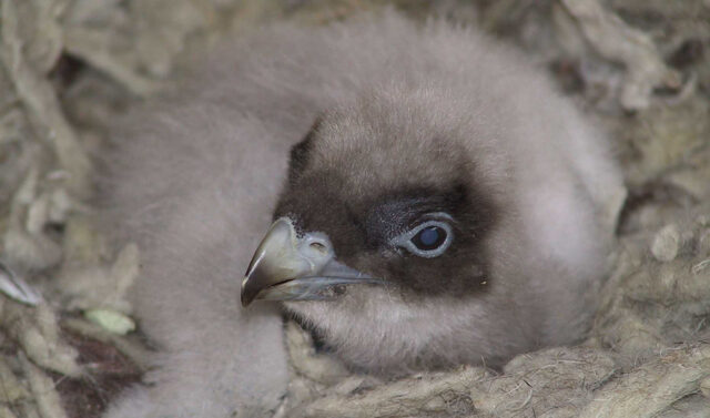 La_Junta_de_Andalucia_revela_contaminantes_en_huevos_de_aves_protegidas_a_traves_de_un_estudio_pionero.jpg