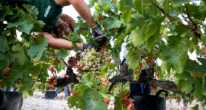 Andalucía solicita al Gobierno Central más recursos para el sector vitivinícola