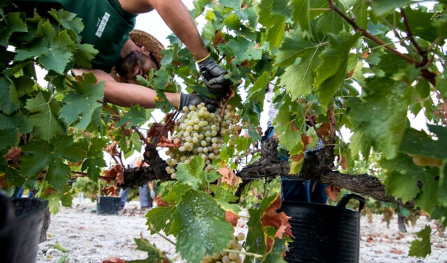 Andalucia_solicita_al_Gobierno_Central_mas_recursos_para_el_sector_vitivinicola.jpg
