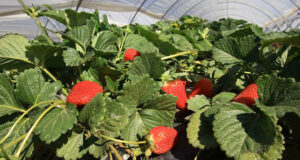 El Ifapa coordina ensayos de identificación varietal de la fresa en España hasta 2029