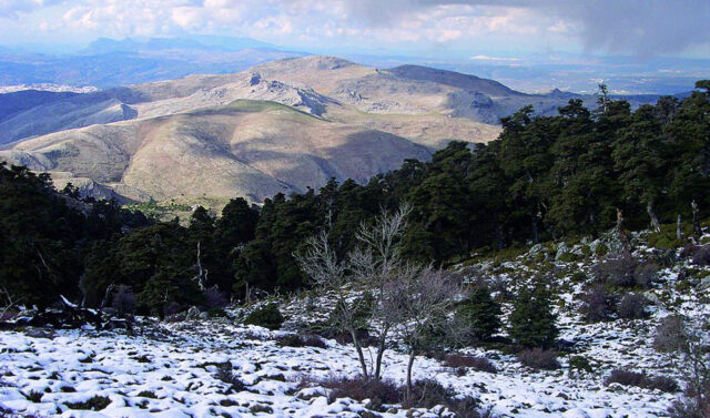 El_Parque_Nacional_de_la_Sierra_de_las_Nieves_celebra_cinco_anos_como_referente_ambiental_en_Andalucia.jpg