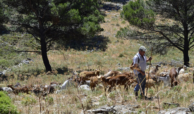 La_Junta_de_Andalucia_destina_5_millones_de_euros_para_la_conservacion_de_razas_autoctonas_ganaderas.jpg