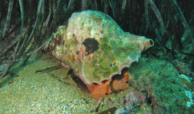 Los_agentes_medioambientales_realizan_105_actas_por_marisqueo_ilegal_de_especies_protegidas_en_Andalucia.jpg