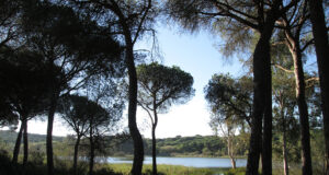 Andalucía impulsa la modernización de su legislación ambiental en el siglo XXI