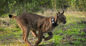Andalucía se afianza como líder en la conservación de biodiversidad y geodiversidad en Europa