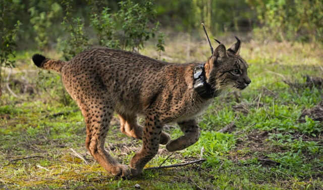 Andalucia_se_afianza_como_lider_en_la_conservacion_de_biodiversidad_y_geodiversidad_en_Europa.jpg