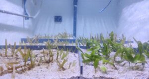 El impacto del cambio climático en la capacidad de las praderas marinas para almacenar carbono