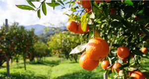 Producción de cítricos en Andalucía alcanzará 2,11 millones de toneladas en la campaña 2026-2027