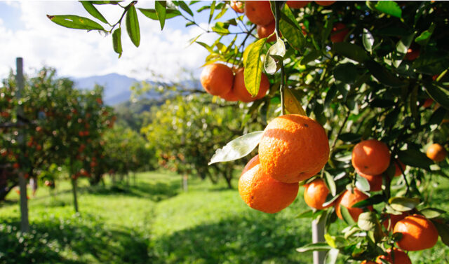 Produccion_de_citricos_en_Andalucia_alcanzara_211_millones_de_toneladas_en_la_campana_2026-2027.jpg